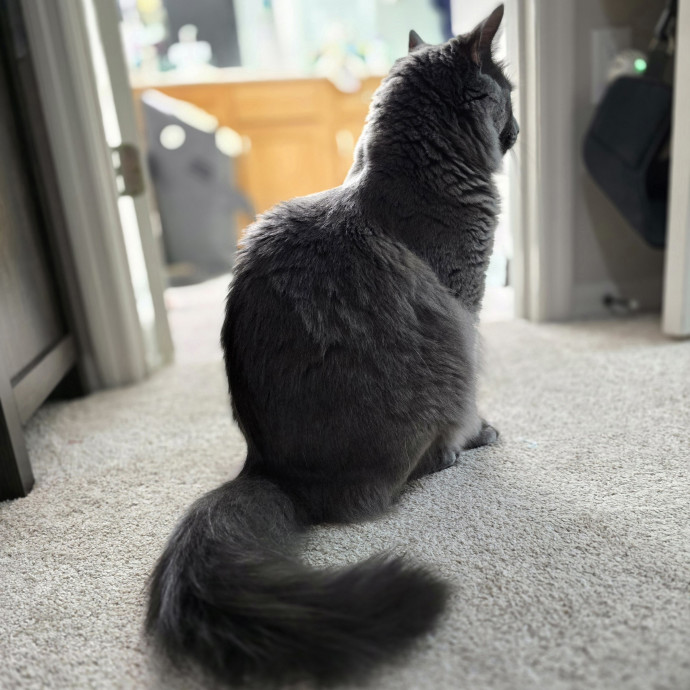 Pawesome And Purrtastic Cat Sitting