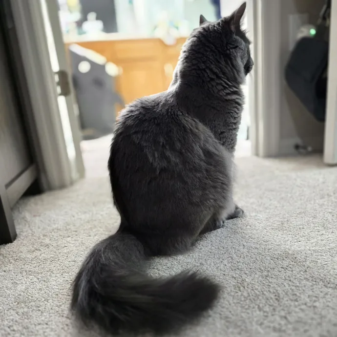 Pawesome And Purrtastic Cat Sitting