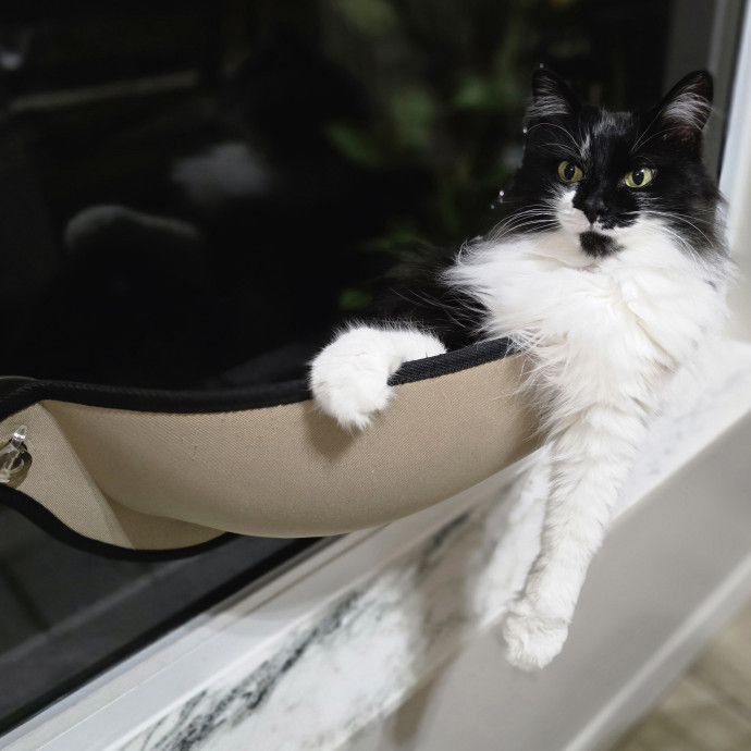 Pawesome And Purrtastic Cat Sitting