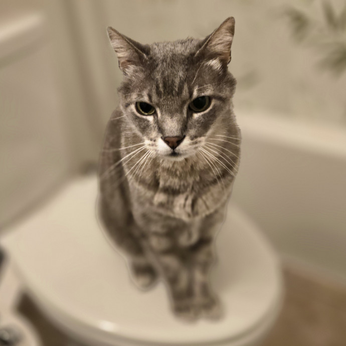 Pawesome And Purrtastic Cat Sitting