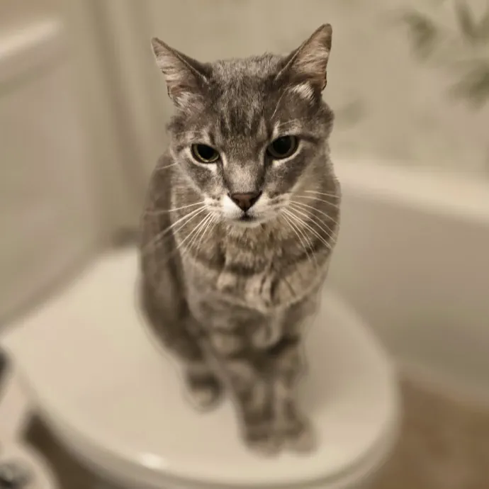 Pawesome And Purrtastic Cat Sitting
