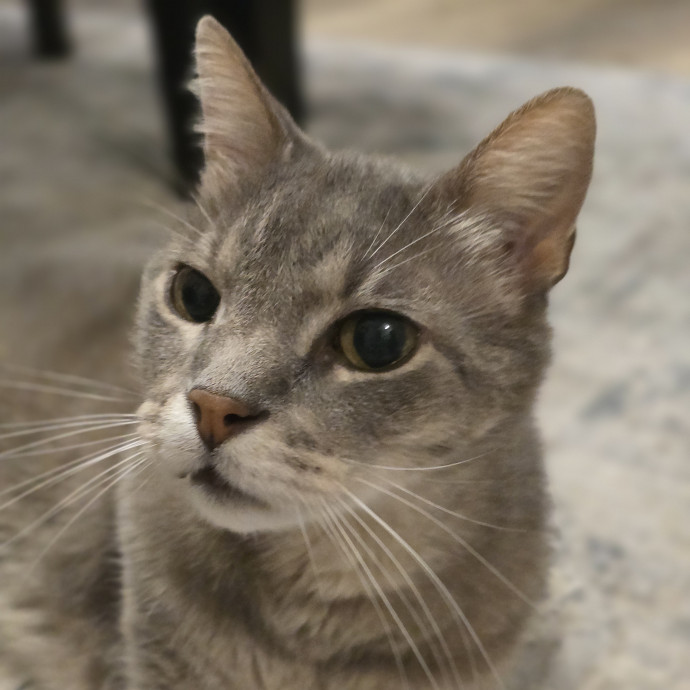 Pawesome And Purrtastic Cat Sitting