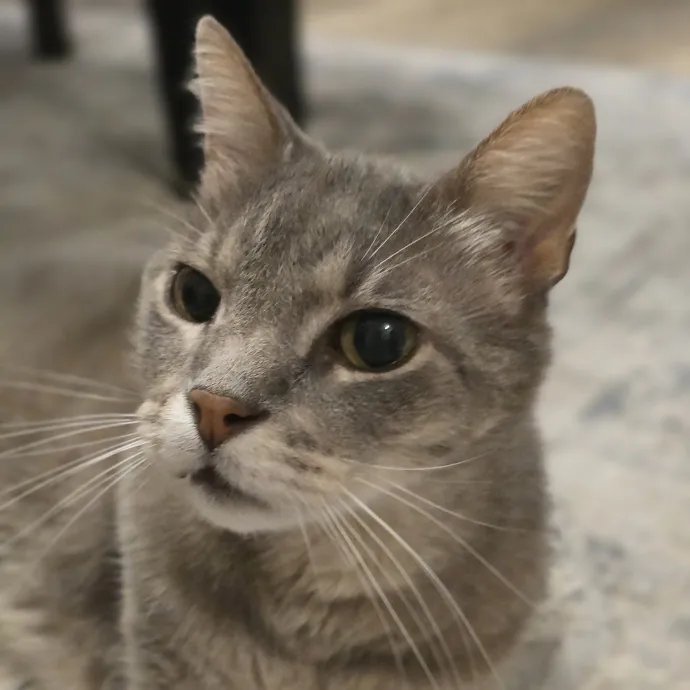Pawesome And Purrtastic Cat Sitting