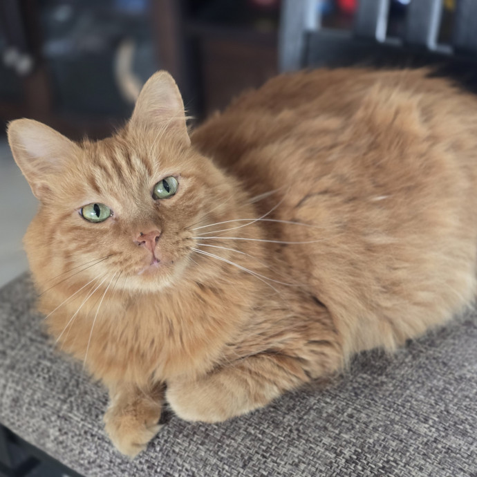 Pawesome And Purrtastic Cat Sitting