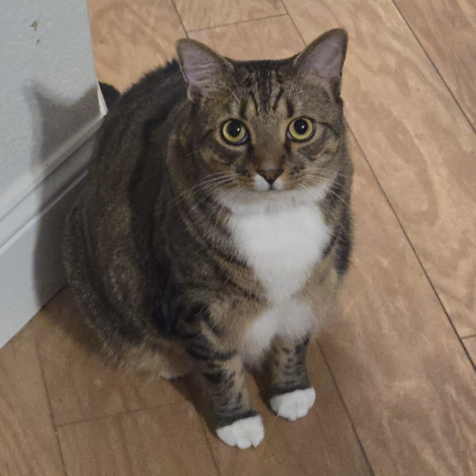 Pawesome And Purrtastic Cat Sitting