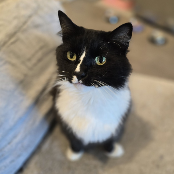Pawesome And Purrtastic Cat Sitting