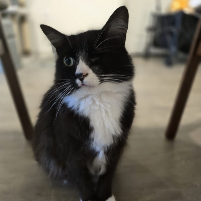 Pawesome And Purrtastic Cat Sitting