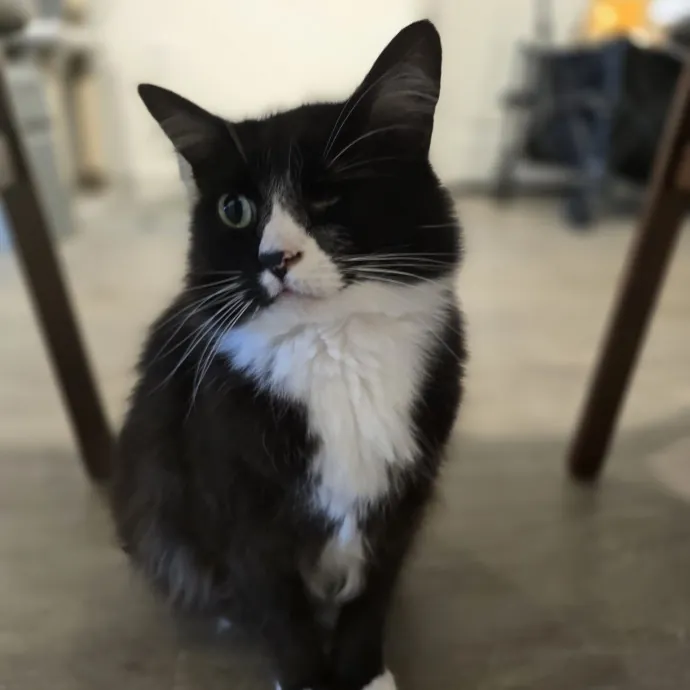 Pawesome And Purrtastic Cat Sitting