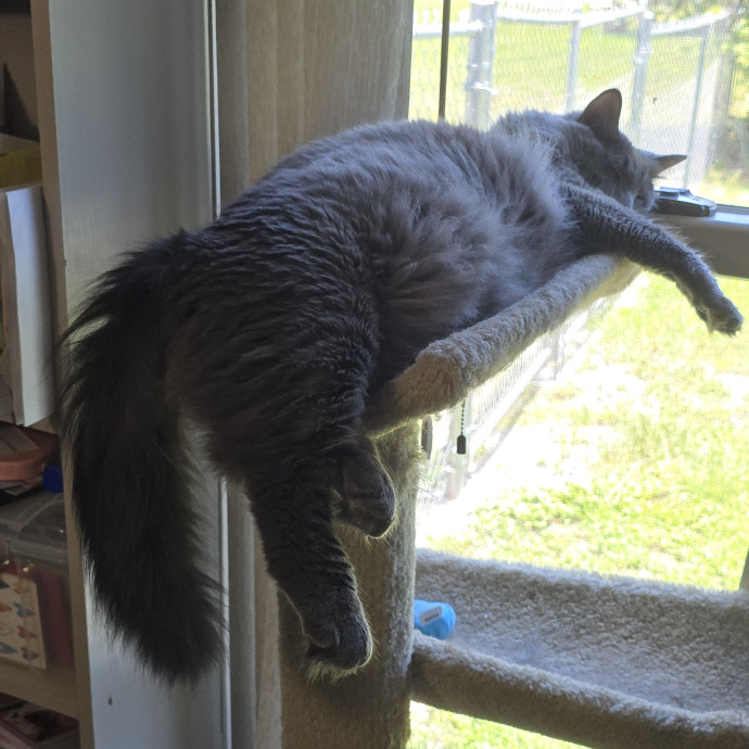 Pawesome And Purrtastic Cat Sitting