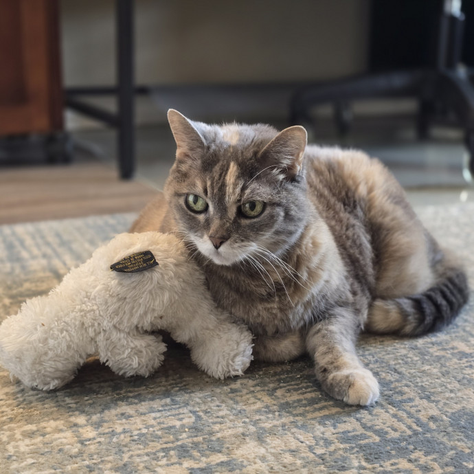 Pawesome And Purrtastic Cat Sitting