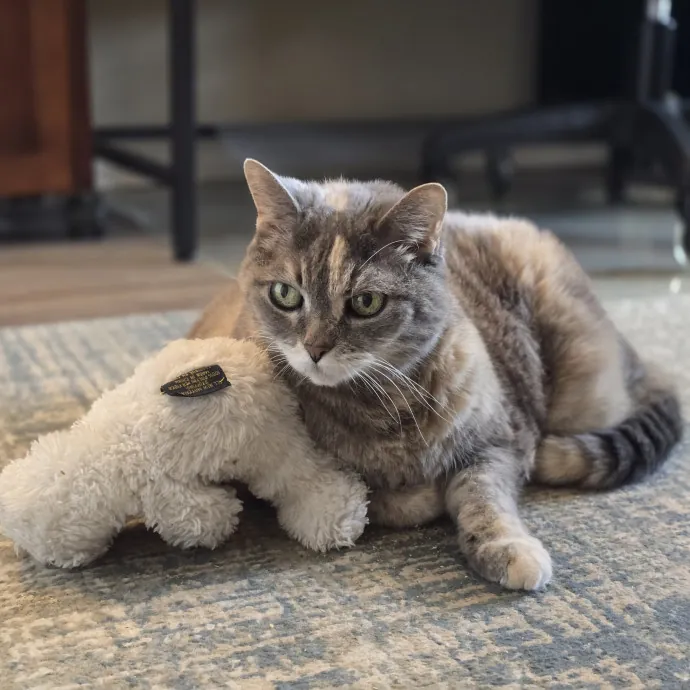 Pawesome And Purrtastic Cat Sitting