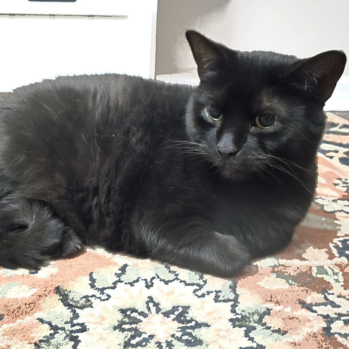 Pawesome And Purrtastic Cat Sitting