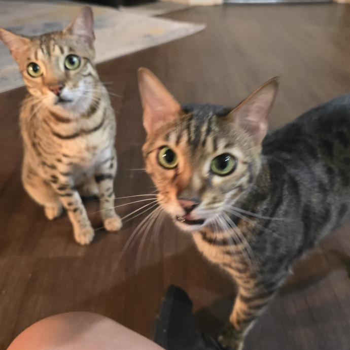 Pawesome And Purrtastic Cat Sitting