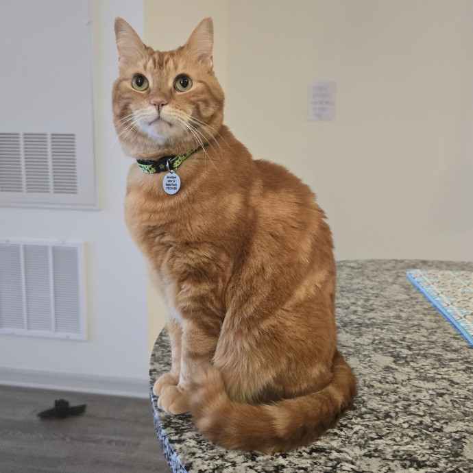 Pawesome And Purrtastic Cat Sitting