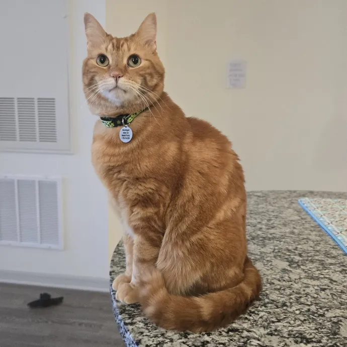 Pawesome And Purrtastic Cat Sitting