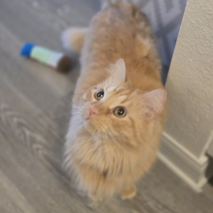 Pawesome And Purrtastic Cat Sitting
