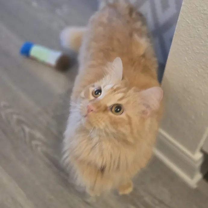 Pawesome And Purrtastic Cat Sitting