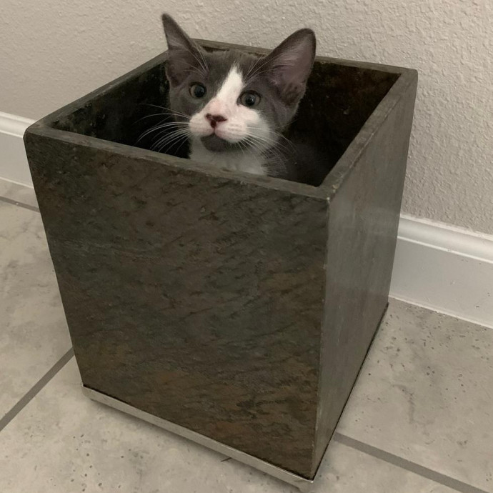 Pawesome And Purrtastic Cat Sitting