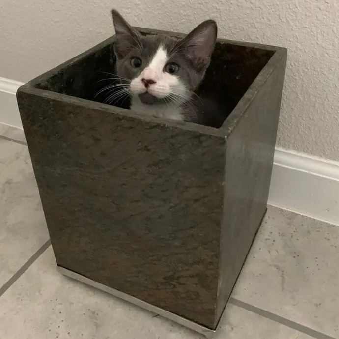 Pawesome And Purrtastic Cat Sitting