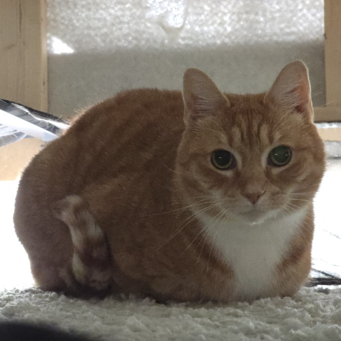 Pawesome And Purrtastic Cat Sitting