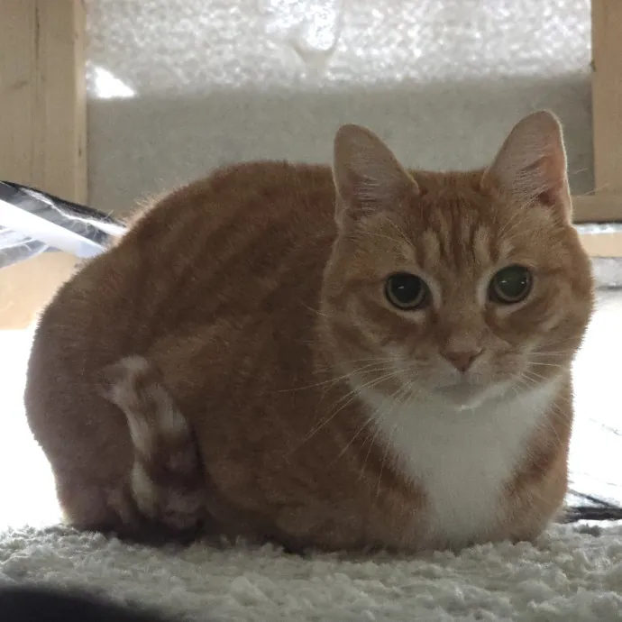 Pawesome And Purrtastic Cat Sitting