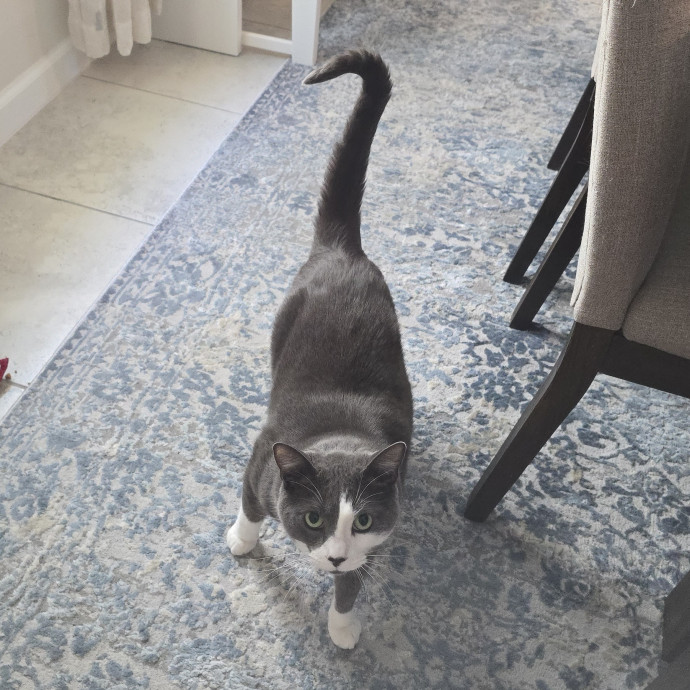 Pawesome And Purrtastic Cat Sitting