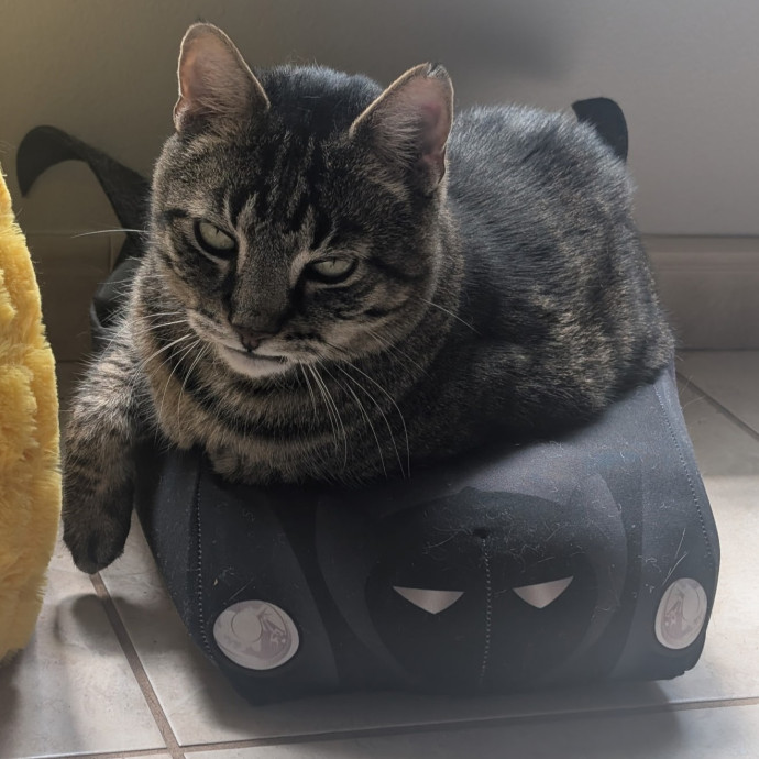 Pawesome And Purrtastic Cat Sitting