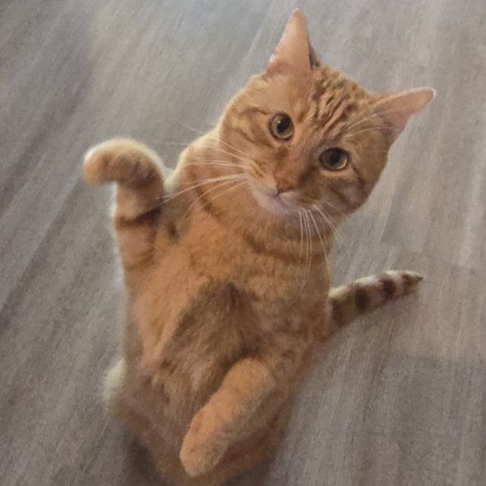 Pawesome And Purrtastic Cat Sitting