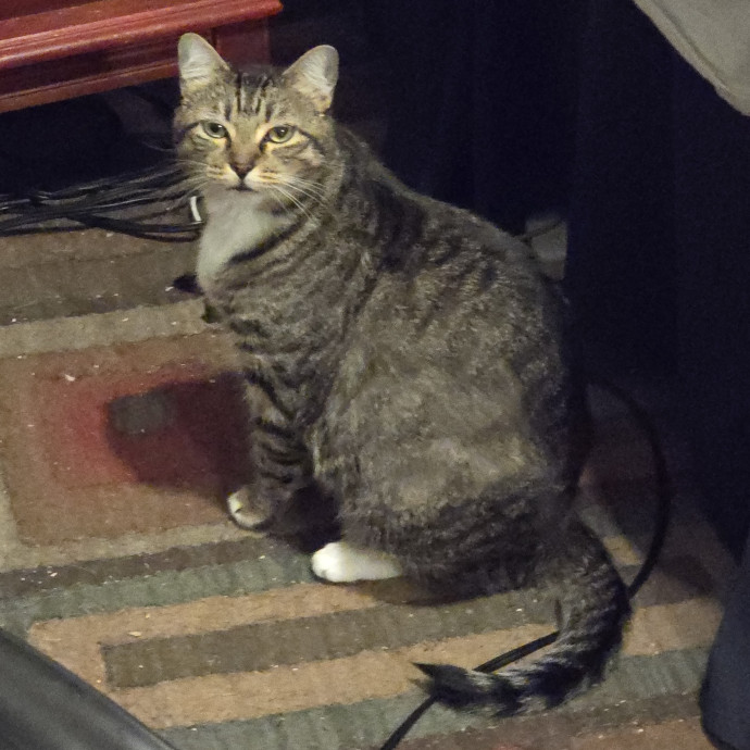 Pawesome And Purrtastic Cat Sitting