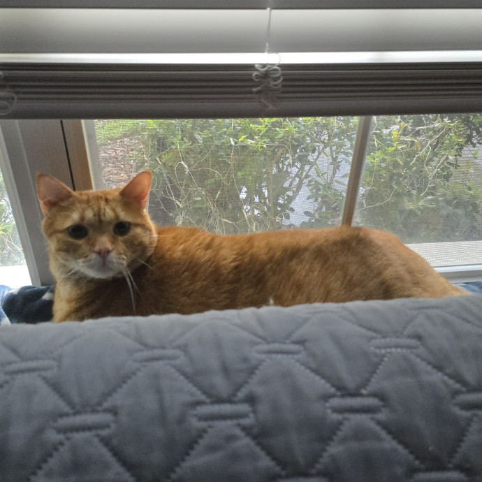 Pawesome And Purrtastic Cat Sitting