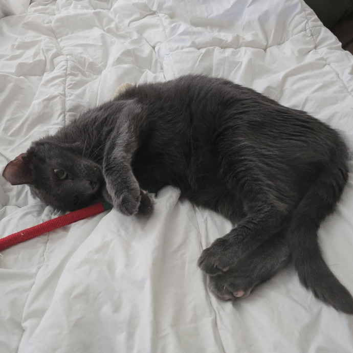 Pawesome And Purrtastic Cat Sitting