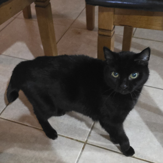 Pawesome And Purrtastic Cat Sitting