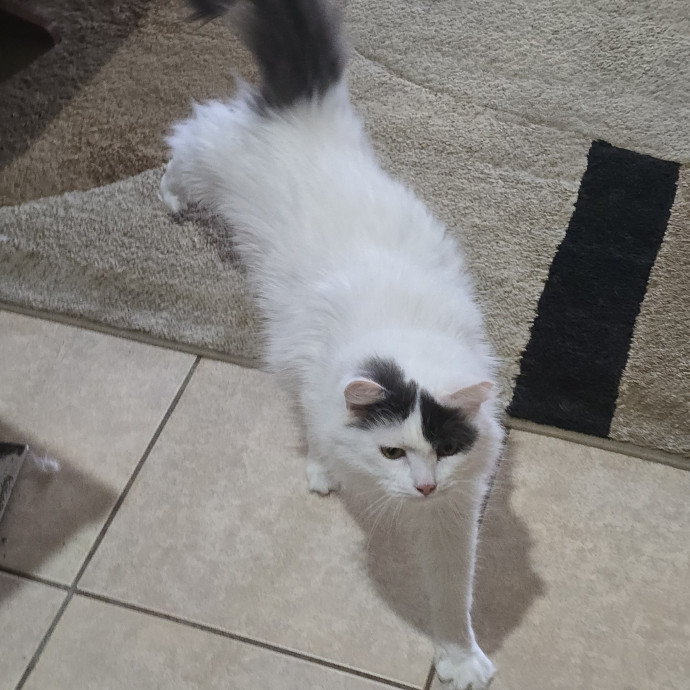Pawesome And Purrtastic Cat Sitting