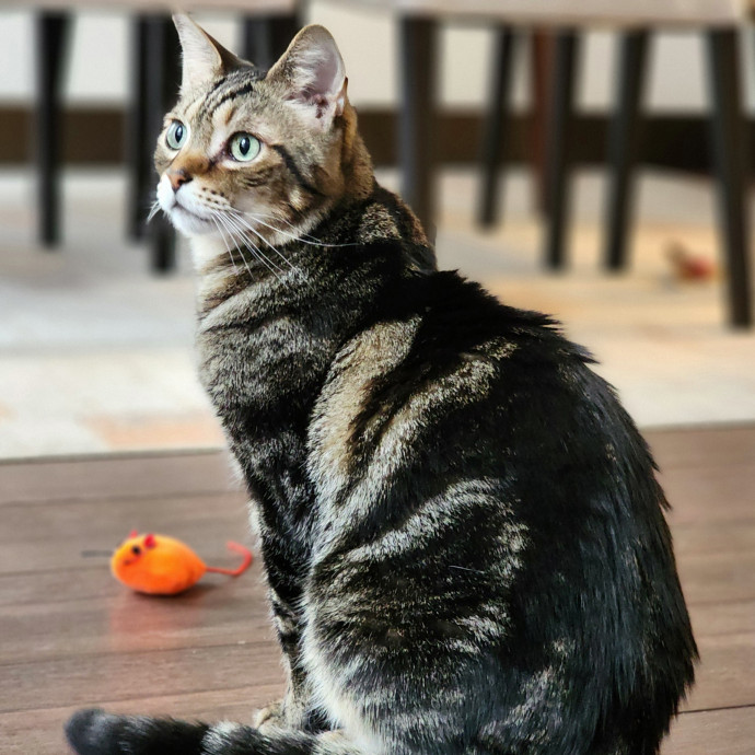 Pawesome And Purrtastic Cat Sitting