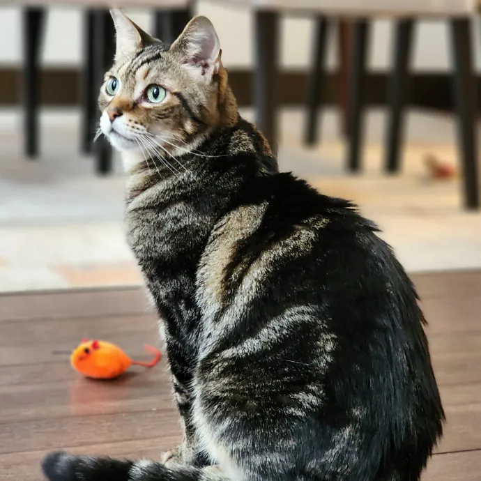 Pawesome And Purrtastic Cat Sitting