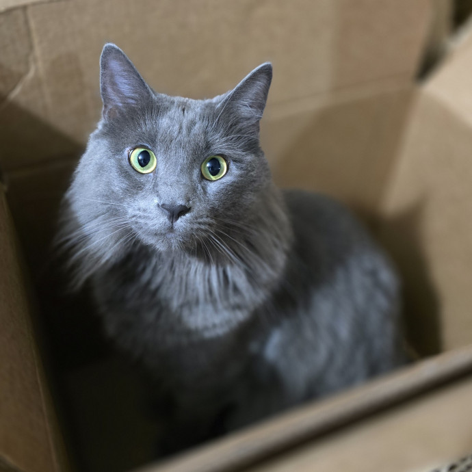 Pawesome And Purrtastic Cat Sitting