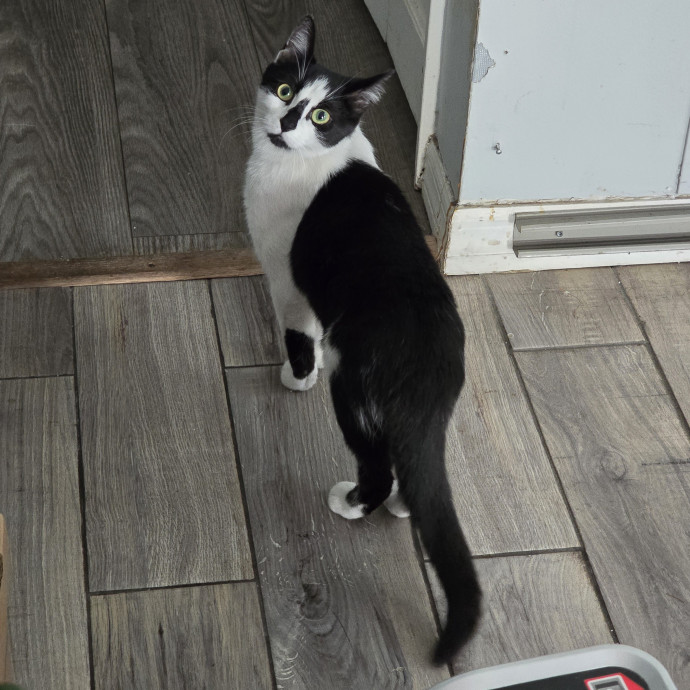 Pawesome And Purrtastic Cat Sitting
