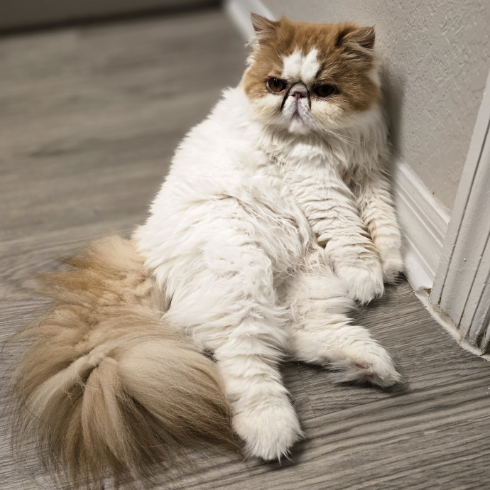 Pawesome And Purrtastic Cat Sitting