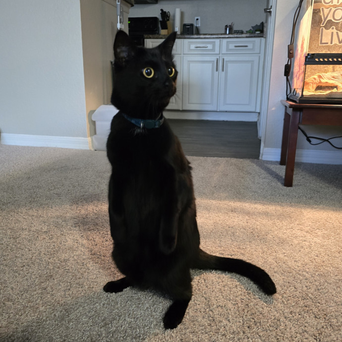 Pawesome And Purrtastic Cat Sitting