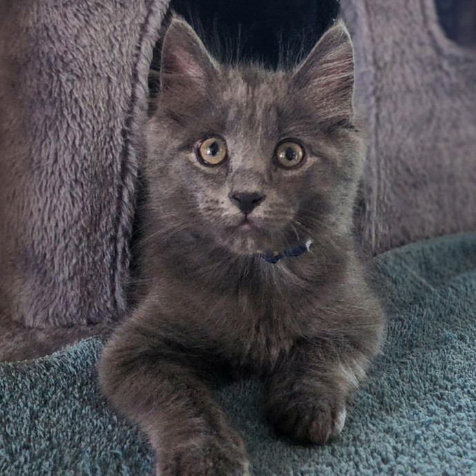 Pawesome And Purrtastic Cat Sitting