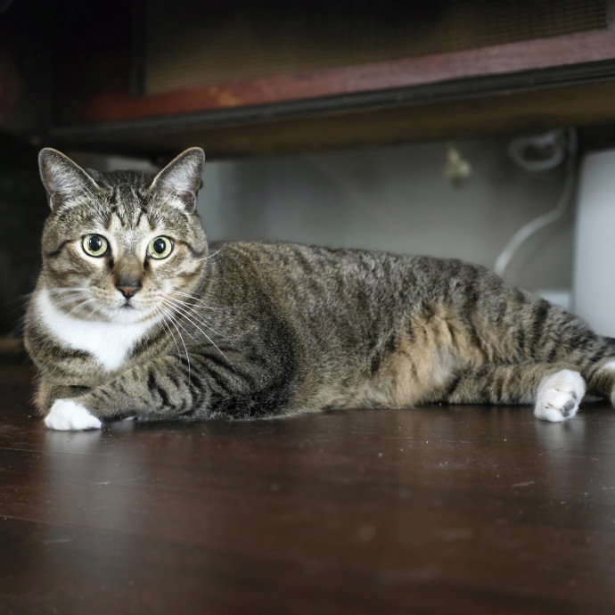Pawesome And Purrtastic Cat Sitting