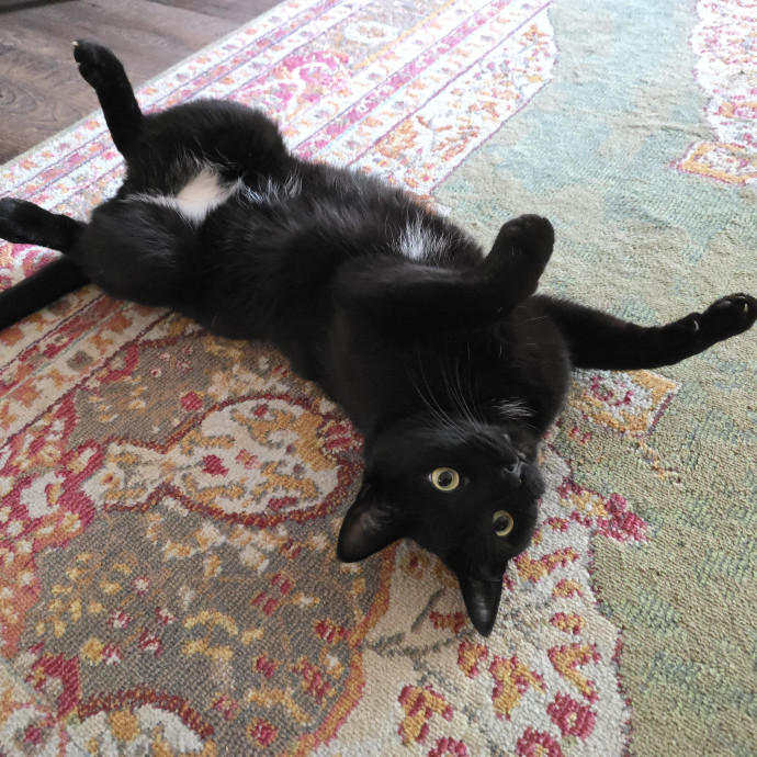 Pawesome And Purrtastic Cat Sitting