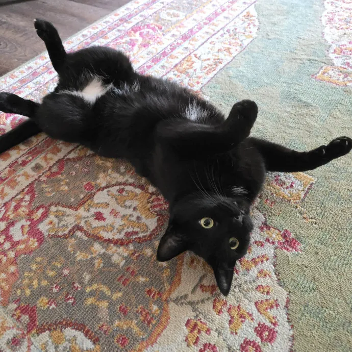 Pawesome And Purrtastic Cat Sitting