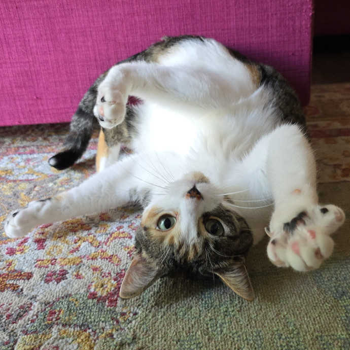 Pawesome And Purrtastic Cat Sitting
