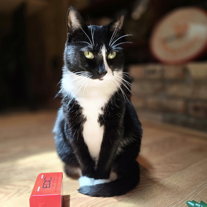 Pawesome And Purrtastic Cat Sitting