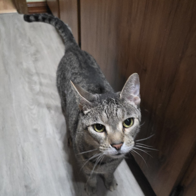 Pawesome And Purrtastic Cat Sitting