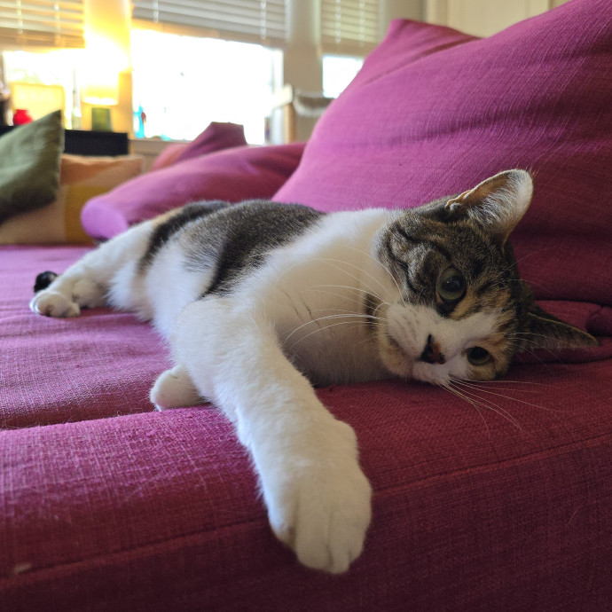 Pawesome And Purrtastic Cat Sitting