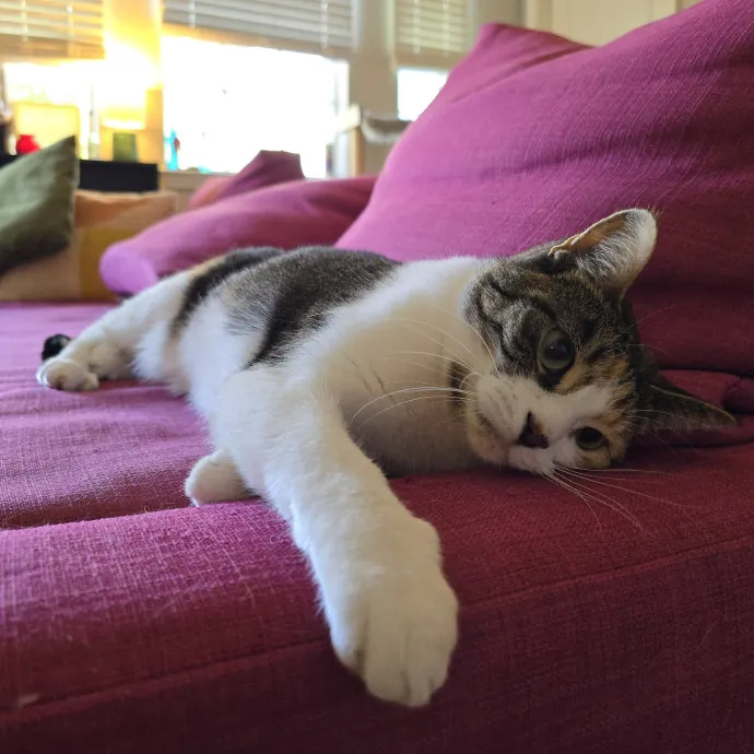 Pawesome And Purrtastic Cat Sitting