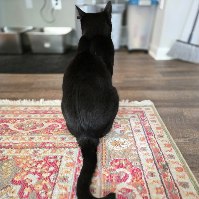 Pawesome And Purrtastic Cat Sitting