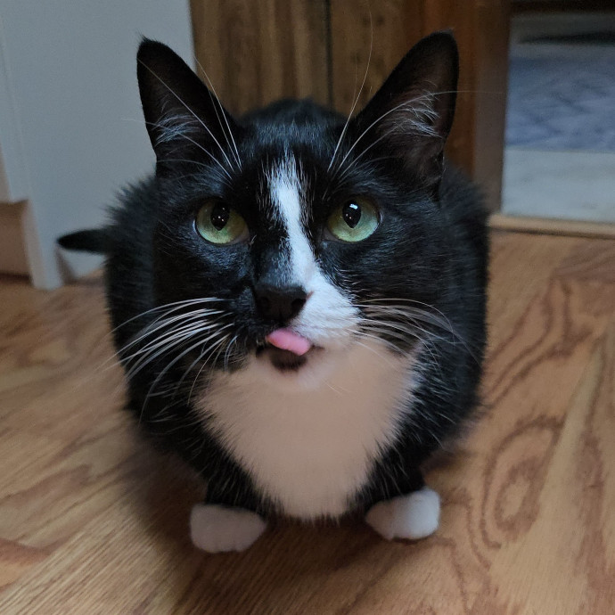 Pawesome And Purrtastic Cat Sitting